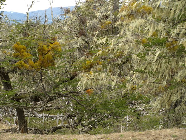 ../../Pictures/231209/101 durch Feuerland.JPG